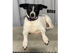 Adopt Bitsy a Rat Terrier, Mixed Breed