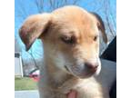 Adopt Pen a Husky, American Staffordshire Terrier