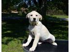 Adopt Ryleigh a Golden Retriever, Labrador Retriever
