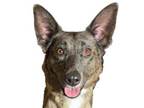 Adopt Sadie a Cattle Dog, Mixed Breed