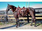 Fancy Big 16 Hand Friesian Morgan Mare, Rides and Drives, Gentle, Fancy Mover