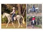Gray Sabino Registered Tennessee Walker - Available on [url removed]