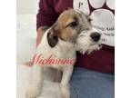 Adopt Michonne a Jack Russell Terrier, Mixed Breed