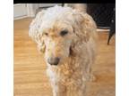 Adopt Daisy a Goldendoodle