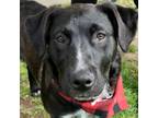 Adopt FAITH a Black Labrador Retriever, Cattle Dog