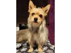 Adopt Lovey a Terrier, Yorkshire Terrier