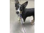 Adopt Numel a Border Collie, Mixed Breed