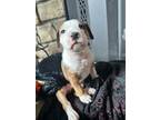 Adopt Rolo a American Bully
