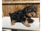 Yorkshire Terrier PUPPY FOR SALE ADN-573581 - Traditional Male Yorkshire Terrier