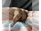 Dachshund PUPPY FOR SALE ADN-573641 - AKC Mini Dachshund Puppies