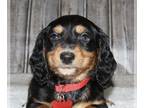 Dachshund PUPPY FOR SALE ADN-573623 - Miniature dachshund