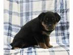 Rottweiler PUPPY FOR SALE ADN-573570 - AKC Rottweiler For Sale Shreve OH Female