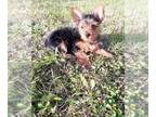 Yorkshire Terrier PUPPY FOR SALE ADN-573946 - Yorkie
