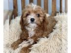 Cavapoo PUPPY FOR SALE ADN-573642 - Adorable Cavapoo Puppy