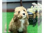 Cavapoo PUPPY FOR SALE ADN-573657 - Adorable Cavapoo Puppy
