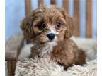 Cavapoo PUPPY FOR SALE ADN-573660 - Adorable Cavapoo Puppy