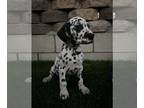 Dalmatian PUPPY FOR SALE ADN-574136 - Charlie