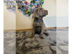 Labrador Retriever PUPPY FOR SALE ADN-574144 - Silver Labs Ready April 1st