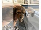 Dachshund PUPPY FOR SALE ADN-573800 - Miniature long haired dachshund