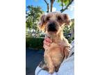 Adopt Mindy a Yorkshire Terrier