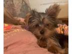 Yorkshire Terrier PUPPY FOR SALE ADN-573940 - Teacup Yorkie girl
