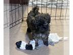 Shih-Poo PUPPY FOR SALE ADN-574153 - Shih Poo male puppy