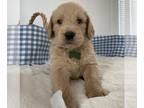 Labradoodle PUPPY FOR SALE ADN-574161 - Labradoodle puppies