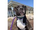 Adopt Peep a Pit Bull Terrier, Boxer