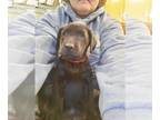 Labrador Retriever PUPPY FOR SALE ADN-574139 - Benson Camp