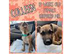 Adopt Colleen a Mountain Cur, Black Mouth Cur
