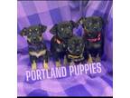 Adopt Portland Puppies a Chiweenie