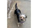 Adopt Cindy a Yorkshire Terrier