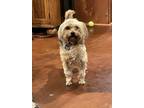 Adopt Fiona a Yorkshire Terrier, Silky Terrier
