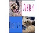 Adopt Edith & Abby a Terrier, Yorkshire Terrier