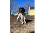 Adopt Nellie! Sweet springer doodle baby! a Miniature Poodle