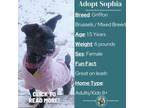 Adopt Sophia a Brussels Griffon, Mixed Breed