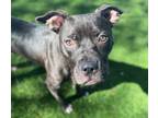 Adopt CHRIS DAUGHTERY a Pit Bull Terrier