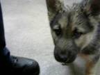 Adopt A830277 a German Shepherd Dog, Mixed Breed