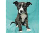 Adopt PADDY a Border Collie, Mixed Breed