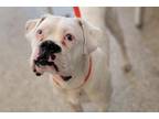 Adopt MARVIN a Boxer