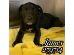Adopt JAMES a Labrador Retriever, Mixed Breed