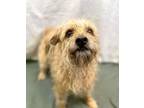 Adopt Trey a Yorkshire Terrier, Mixed Breed