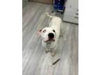 Adopt Walter White a Pit Bull Terrier, Mixed Breed