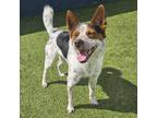 Adopt Buckley a Australian Cattle Dog / Blue Heeler, Jack Russell Terrier