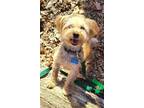 Adopt Bentley Buddy a Yorkshire Terrier, Miniature Poodle