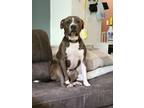Adopt Cooper - Courtesy a Pit Bull Terrier