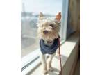Adopt Wesley a West Highland White Terrier / Westie, Yorkshire Terrier
