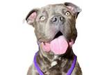 Adopt Moto Moto a Pit Bull Terrier, Mixed Breed
