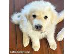 Adopt Davis in AL - Enjoys Cuddling With The Cat :) a Great Pyrenees