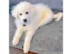 Adopt Pierce in AL - A Ball of Sunshine & Happiness! a Great Pyrenees